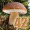 Steinpilz42