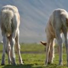 Marina Aleksandersdottir