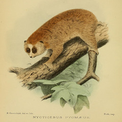 pygmy slow loris