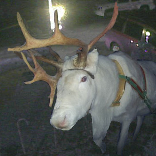 Set Me Free (Live at CBGBs)