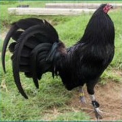 Fernando Perez Merino