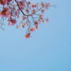 FishClimbsTreeRecords