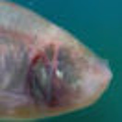 cavefishbags
