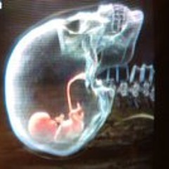 José De Sousa Carvalho