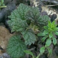 Michael Fender-Westwind