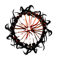 OurSurvivalDependsOnUs