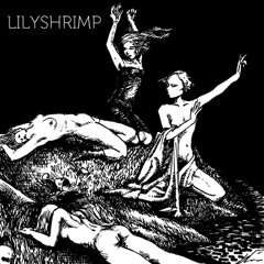 LILYSHRIMP