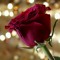 HAWAR93