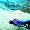 shrinet_1987