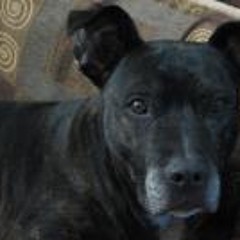 Zach Rapoportopotamus