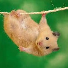 angiehamster