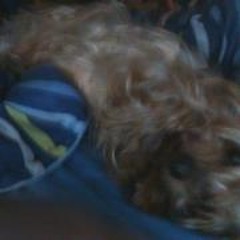 William Henry Harper