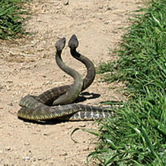 Rattle Snake Speed Trap