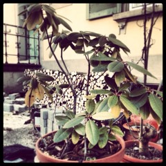 teak_one