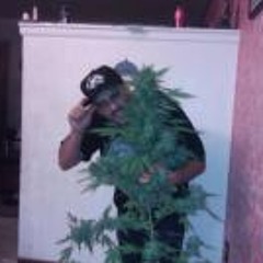 Kush King 5