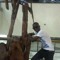 Nesta D'Shepherd