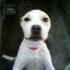 Cynthia Jones Lacynner