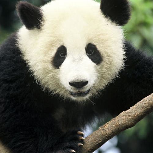 panda bear panda bear what do you se mp3
