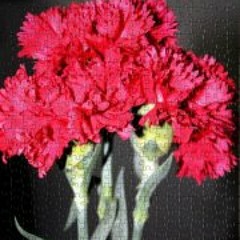 Peachy Parnada Enano