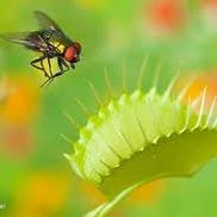 venus fly trap