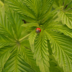 Mick The Plantman