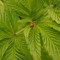 Mick The Plantman
