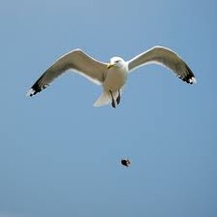 birddrop