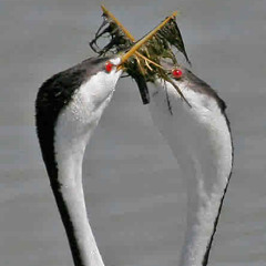 Ghostly Penguin Display
