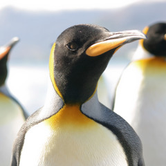 anthempenguins