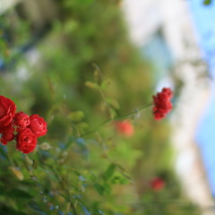 Marjolaine Benoit-Koch