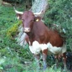 Springbohne
