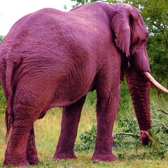 elephantbud
