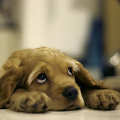 Muhammad Fakhri Wibisono