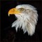 Oemy /\ Adler