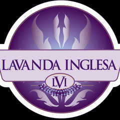 LAVANDA INGLESA