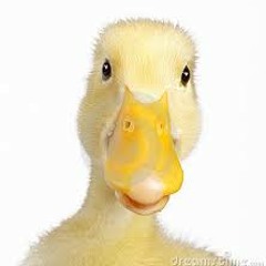 SlipperyDuck