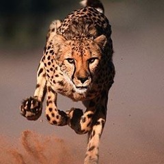 Paigekeykazkatsspl11