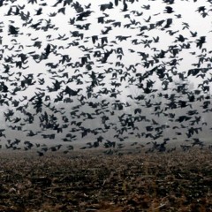 something-about-crows