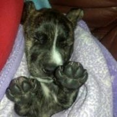 Heather Rickard Thibodeau