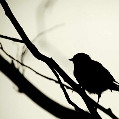 Anja Caramellasuchti