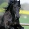 leoni077