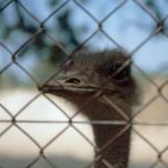 Cher Journal Virgule