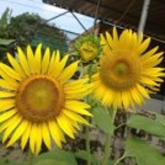 Jeyantha Kulabalasingam