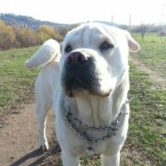 Marius Alexandru Nonu