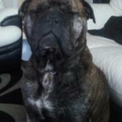 Shear Pawfection Wilson