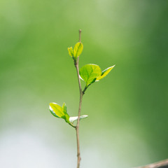 Yinyu
