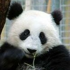 Panda Eye
