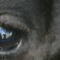 Cava Canine