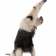 Dave and Travis: Demos