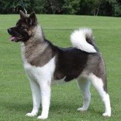 Akita Dark